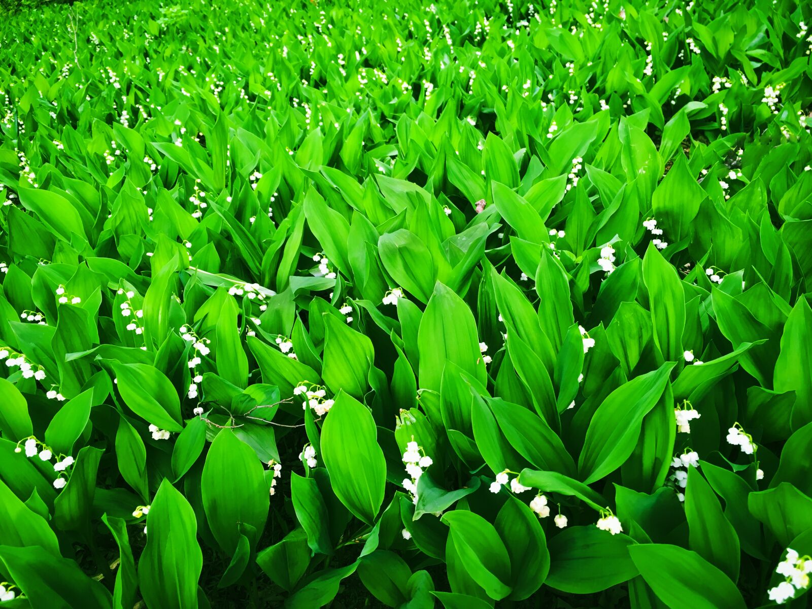 iPhone SE back camera 4.15mm f/2.2 sample photo. Lilies of the valley photography