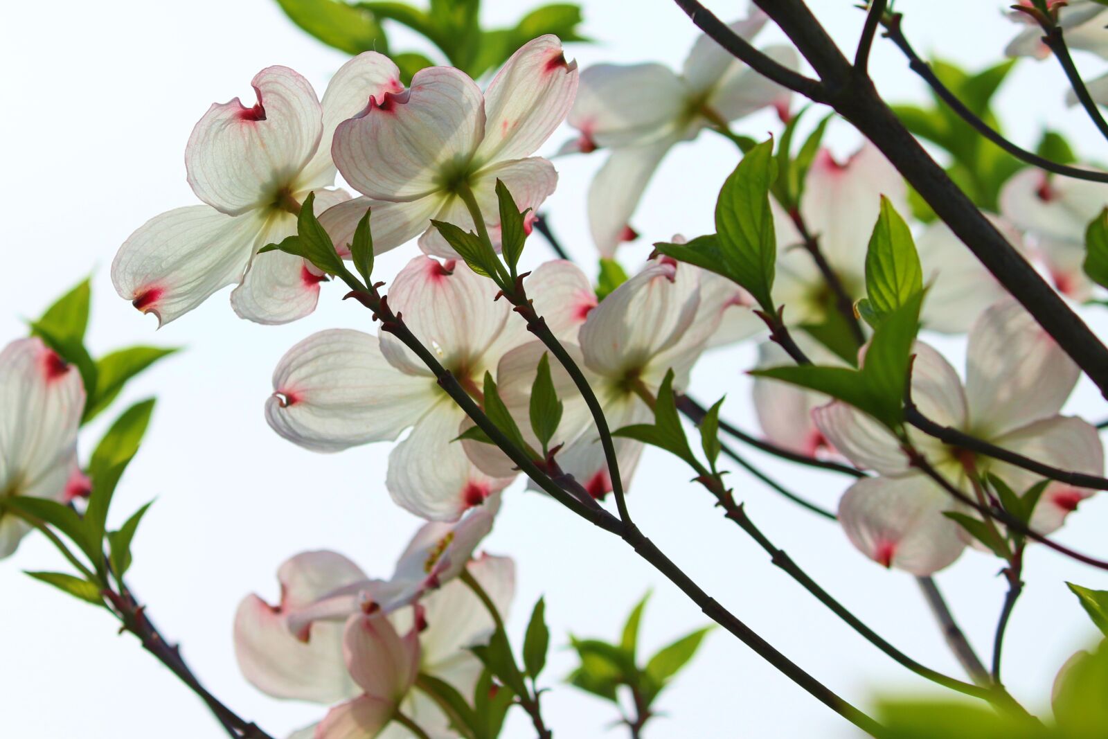 Canon EOS 200D (EOS Rebel SL2 / EOS Kiss X9) sample photo. Dogwood, ornamental shrub, bush photography