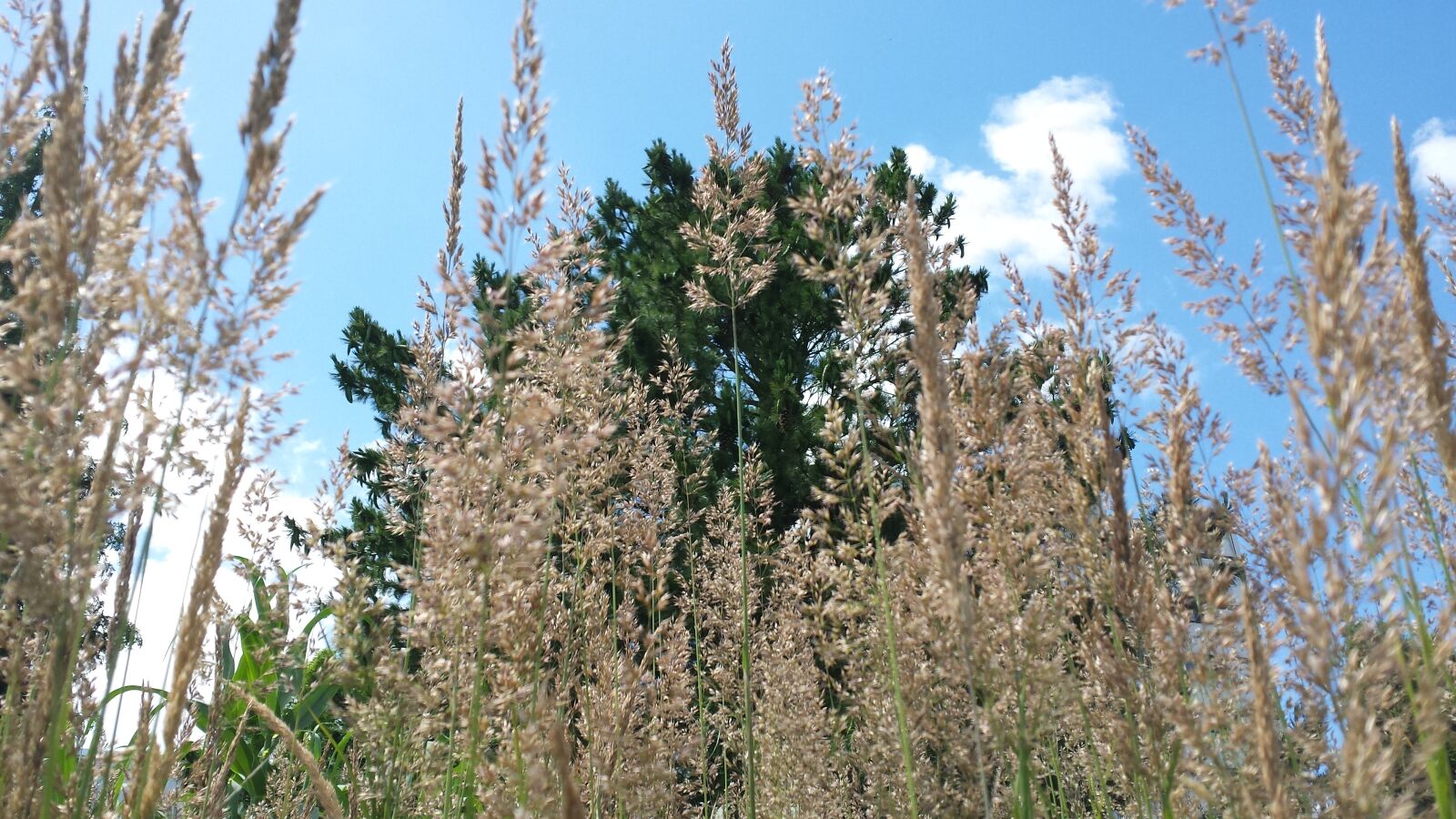 Samsung Galaxy S4 sample photo. Grasses, summer, nature photography
