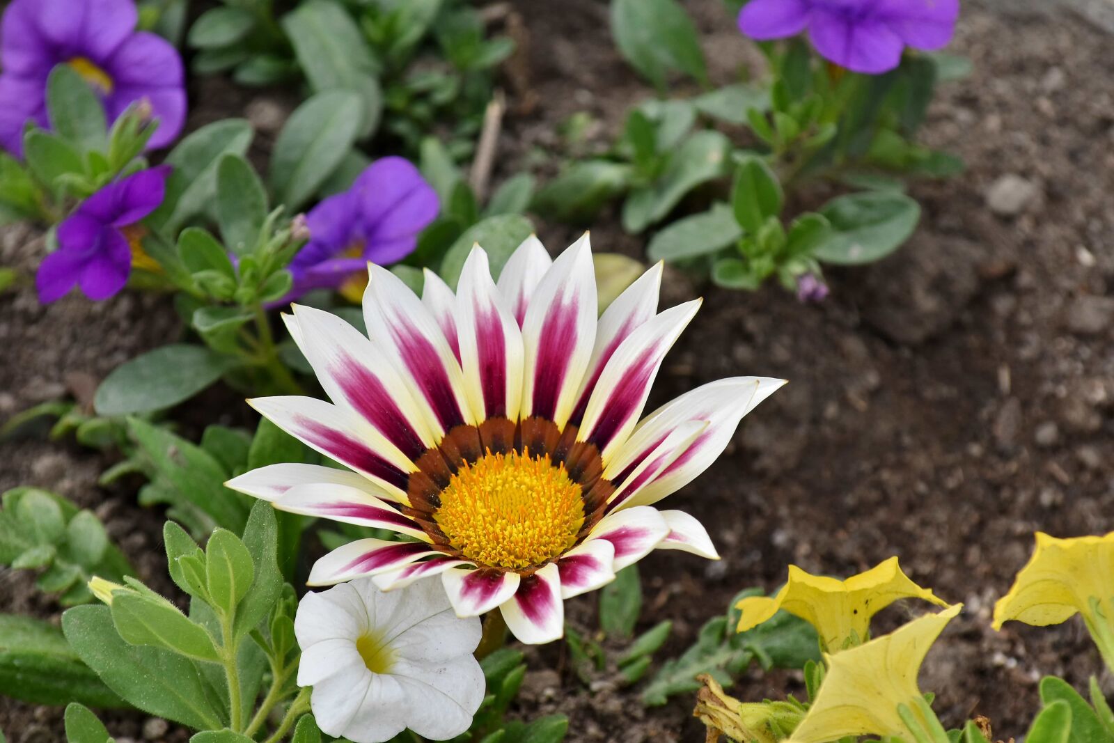 Nikon D5500 sample photo. Ground, petals, pinkish, white photography