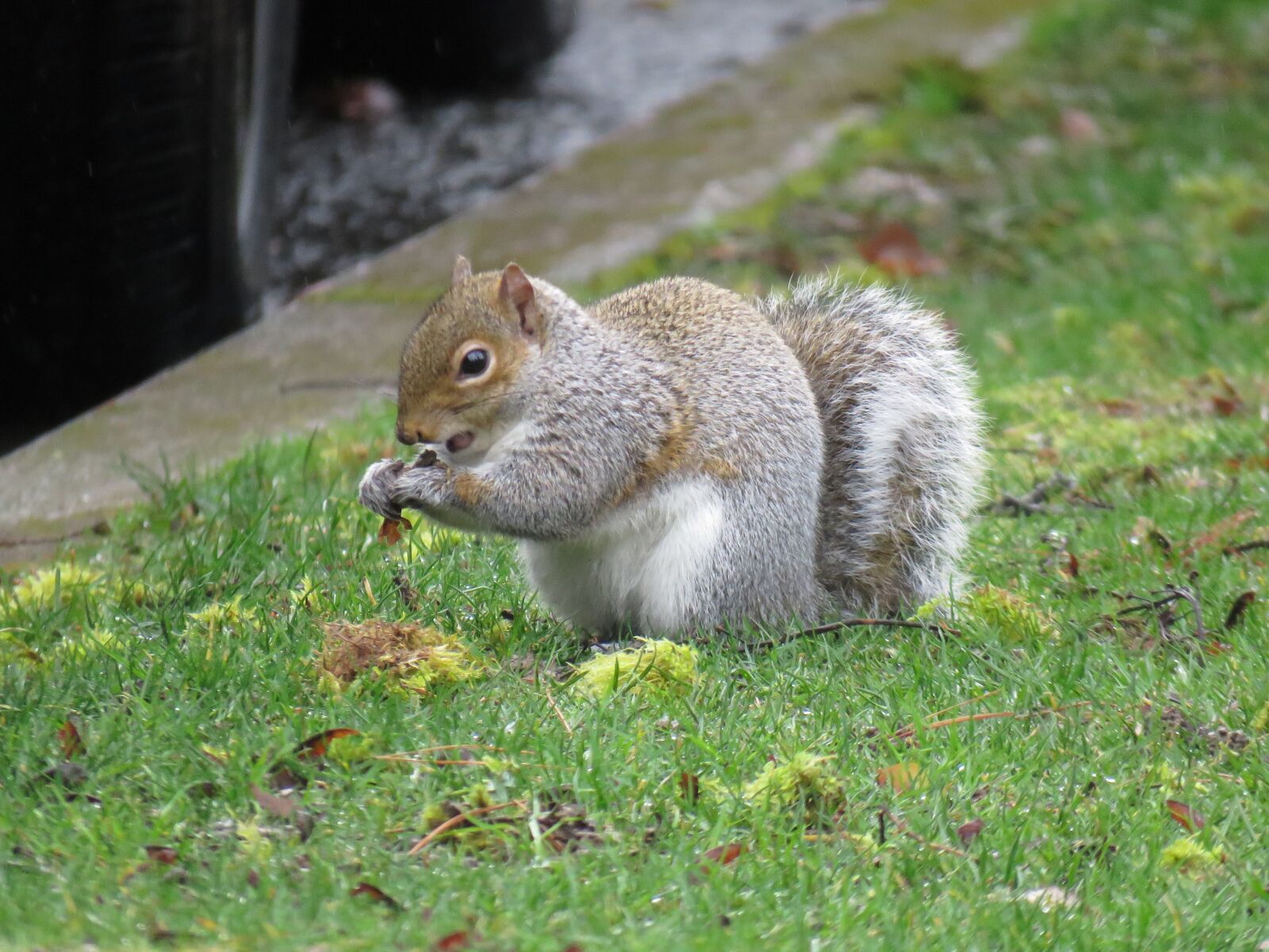 Canon PowerShot SX60 HS sample photo. Squirrel, sciuridae, rodent photography