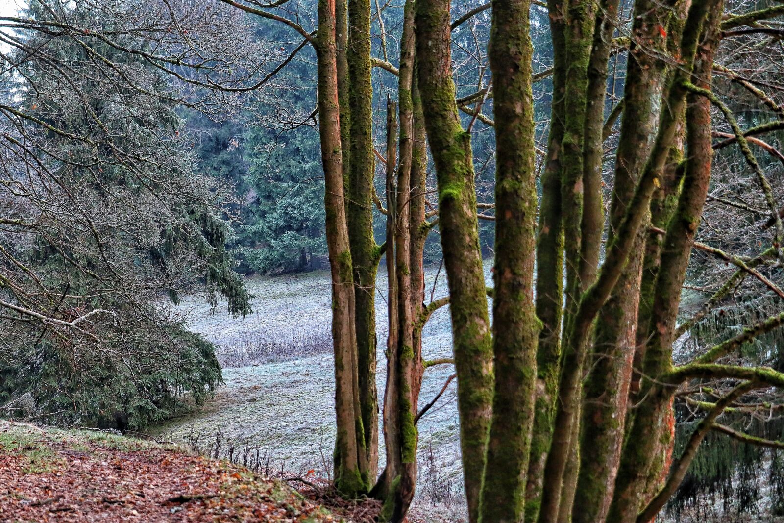 Canon EOS M50 (EOS Kiss M) sample photo. Forest, autumn, hoarfrost photography