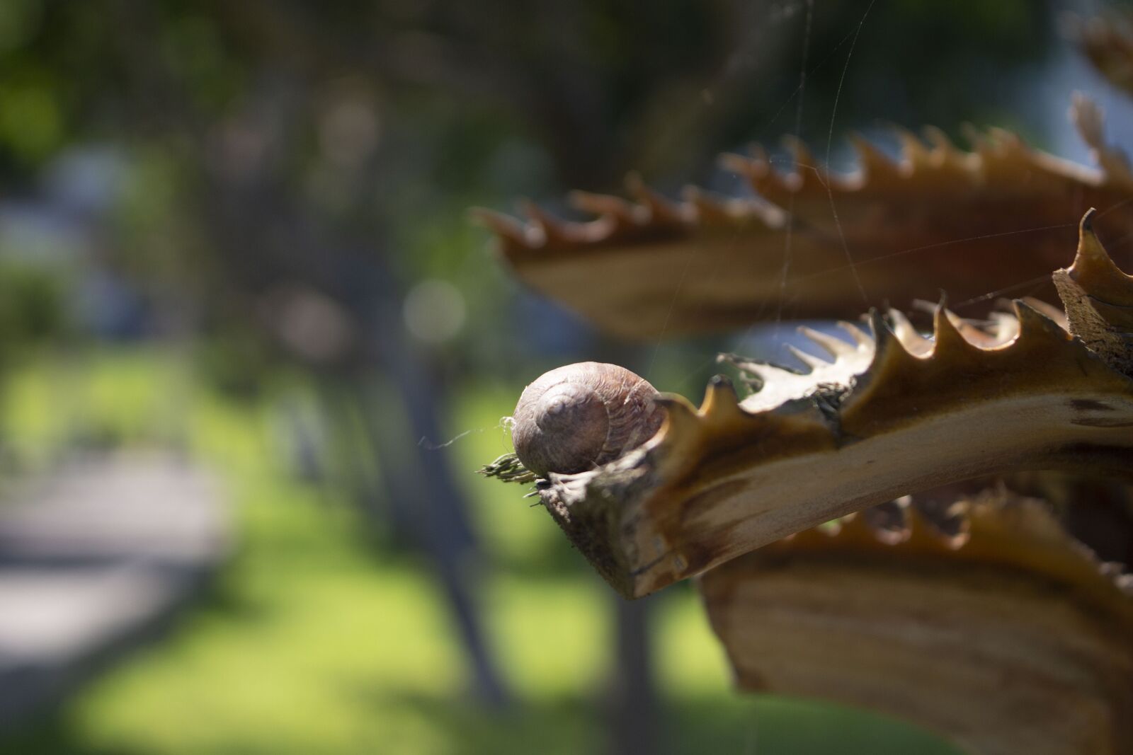 Canon EOS 700D (EOS Rebel T5i / EOS Kiss X7i) sample photo. Snail, plants, slow photography