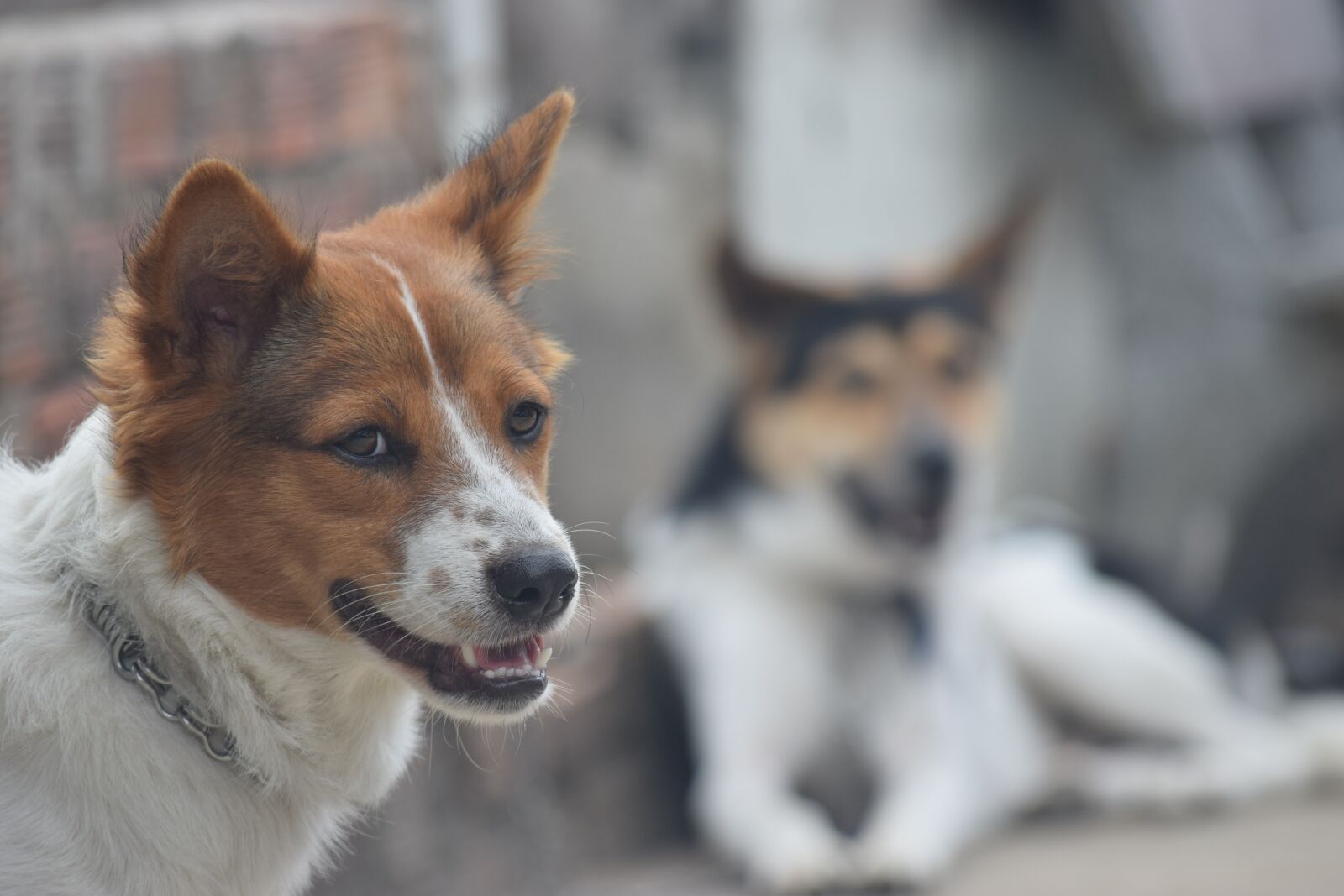 Nikon D3300 sample photo. Dog, not the same photography