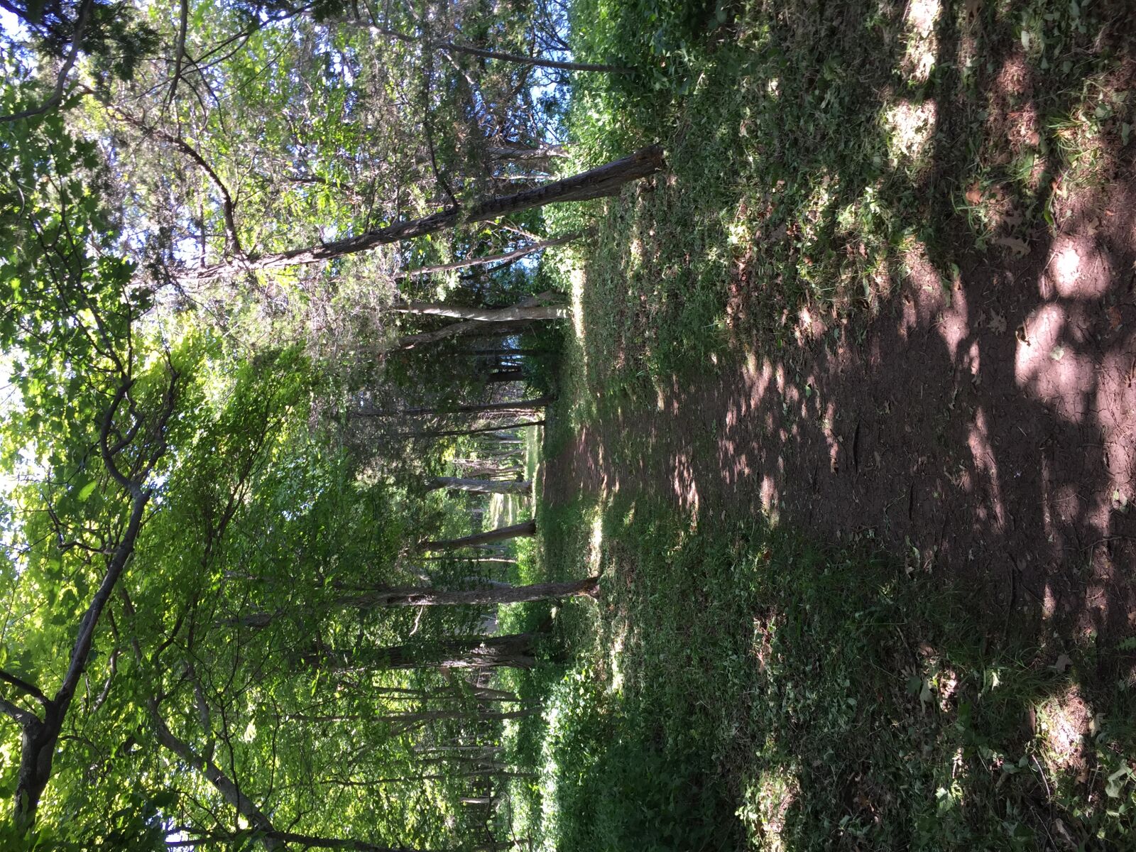 Apple iPhone 6 sample photo. Trail photography