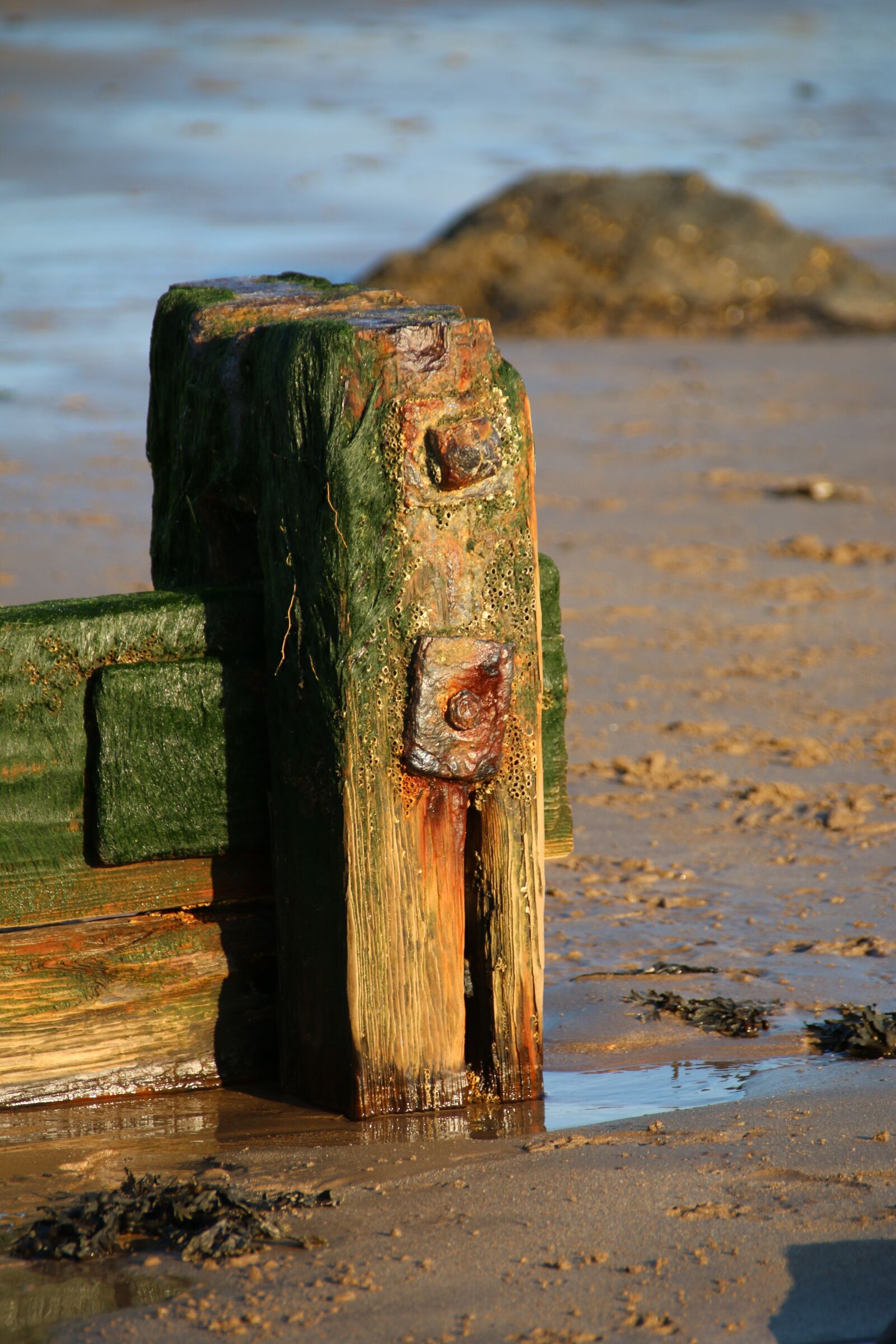 Canon EOS 70D sample photo. Wood, beach, sea photography