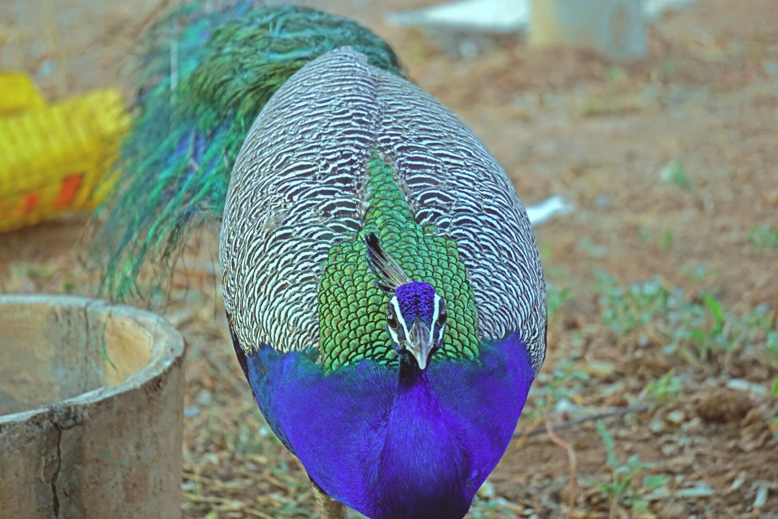 Sony a6000 sample photo. Peacock, closeup, birds photography