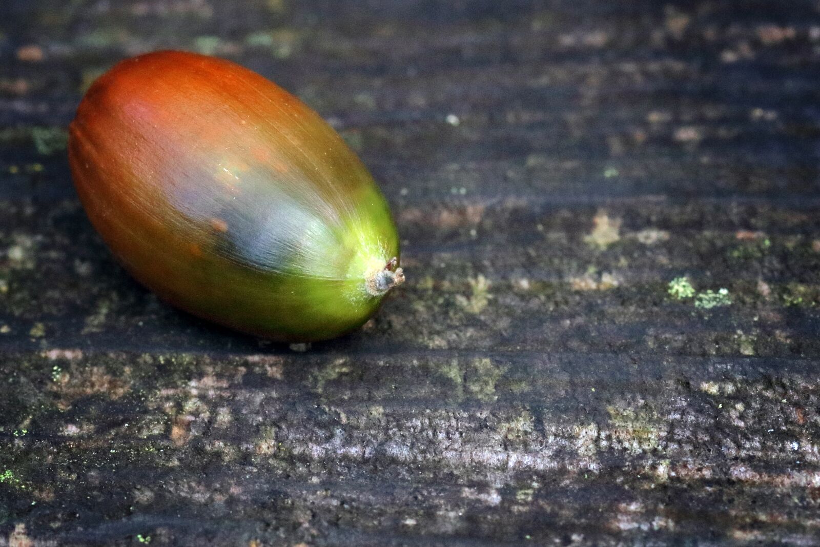 Canon EOS 80D sample photo. Acorn, macro, autumn photography
