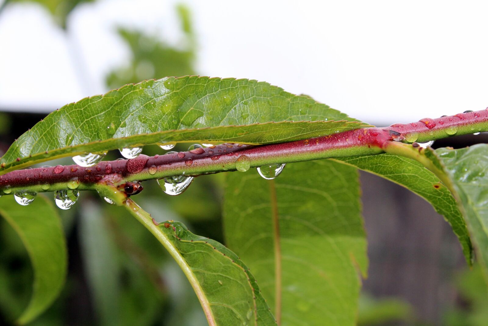 Canon EOS 1200D (EOS Rebel T5 / EOS Kiss X70 / EOS Hi) sample photo. Foliage, peach, rain photography