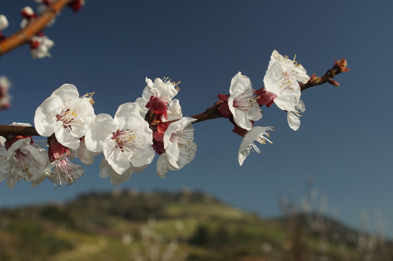 35-70mm F4 sample photo. Cherry, flower, season photography