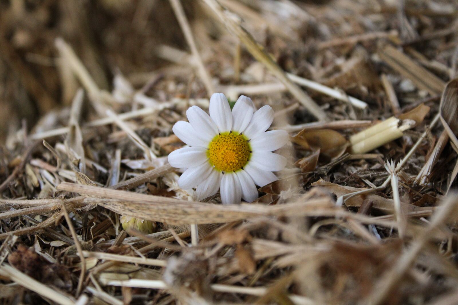 Canon EOS 2000D (EOS Rebel T7 / EOS Kiss X90 / EOS 1500D) sample photo. Daisy, straw, countryside photography