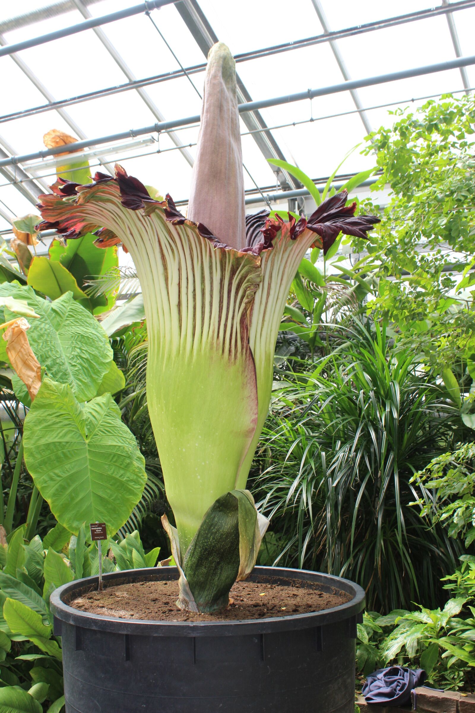 Canon EOS 600D (Rebel EOS T3i / EOS Kiss X5) sample photo. Botanical garden, bonn, titan photography