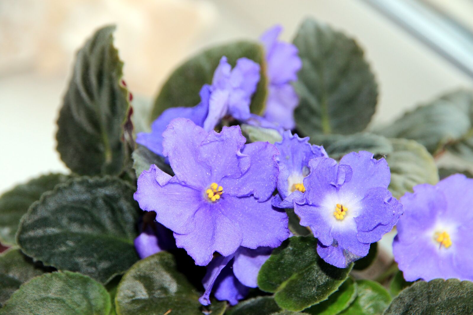 Canon EOS 650D (EOS Rebel T4i / EOS Kiss X6i) sample photo. Saintpaulia, african violet, flower photography