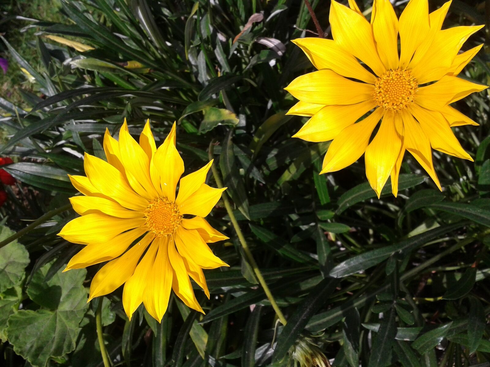 Samsung Galaxy S3 Mini sample photo. Gazania, flower, yellow photography