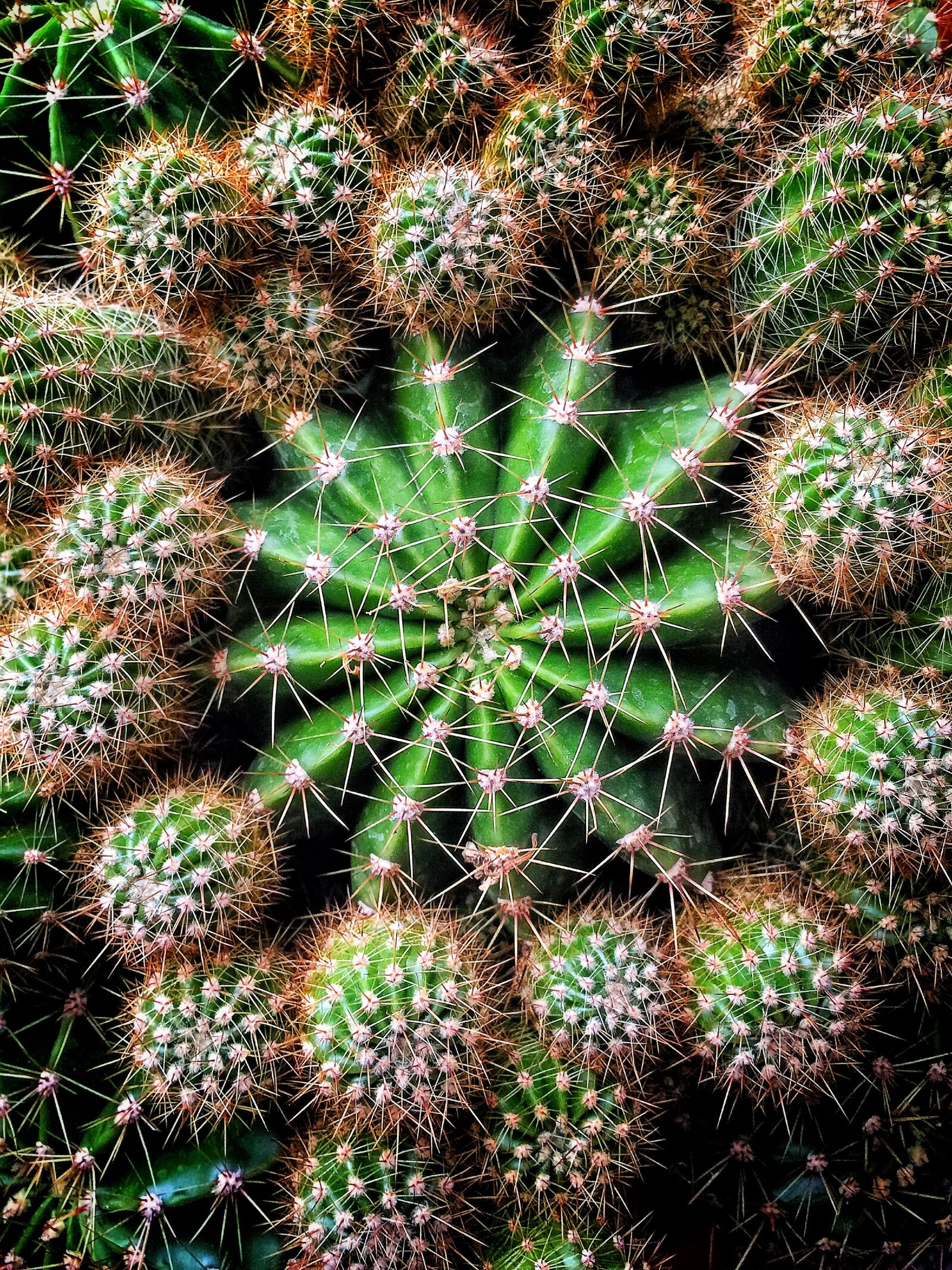 iPhone 6 Plus back camera 4.15mm f/2.2 sample photo. Kakt sgiller, sharp, succulent photography