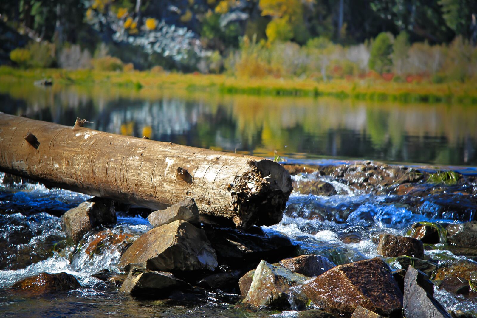 Canon EOS 550D (EOS Rebel T2i / EOS Kiss X4) sample photo. Lake tahoe, water, log photography