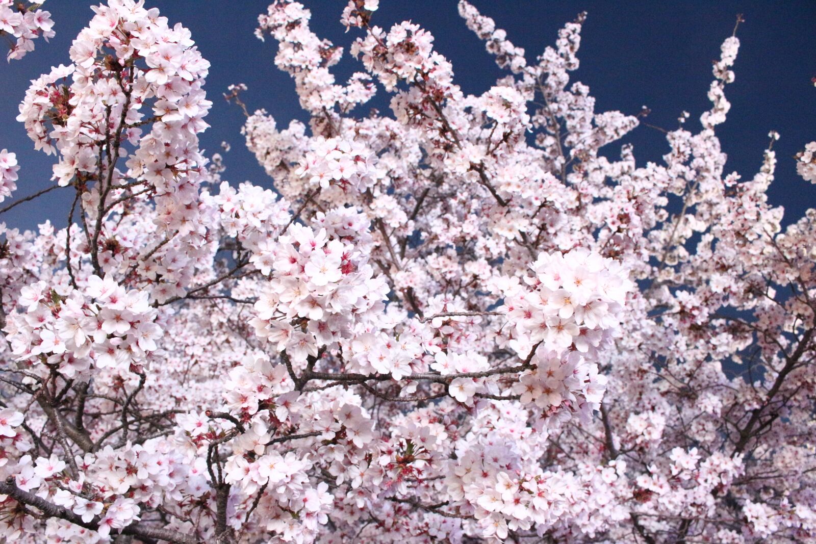 Canon EOS 100D (EOS Rebel SL1 / EOS Kiss X7) sample photo. Nature, flowers, spring photography