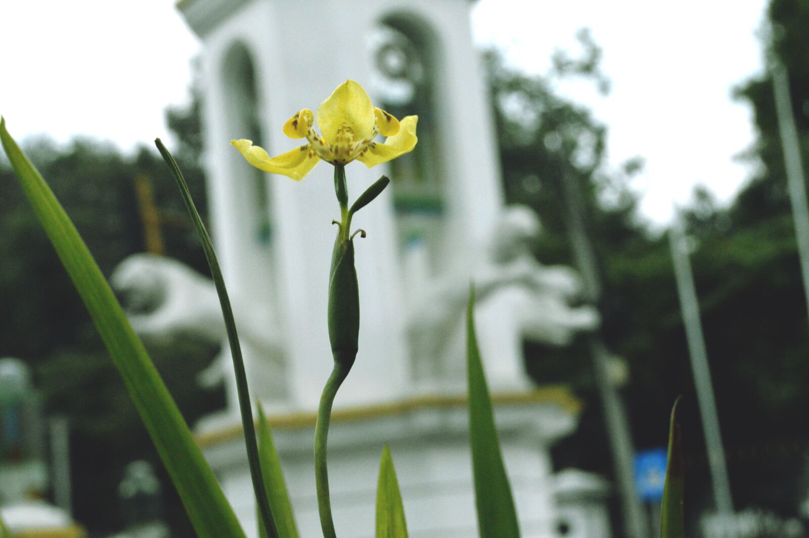 Nikon D3200 sample photo. Fireworks, flowers, flora photography