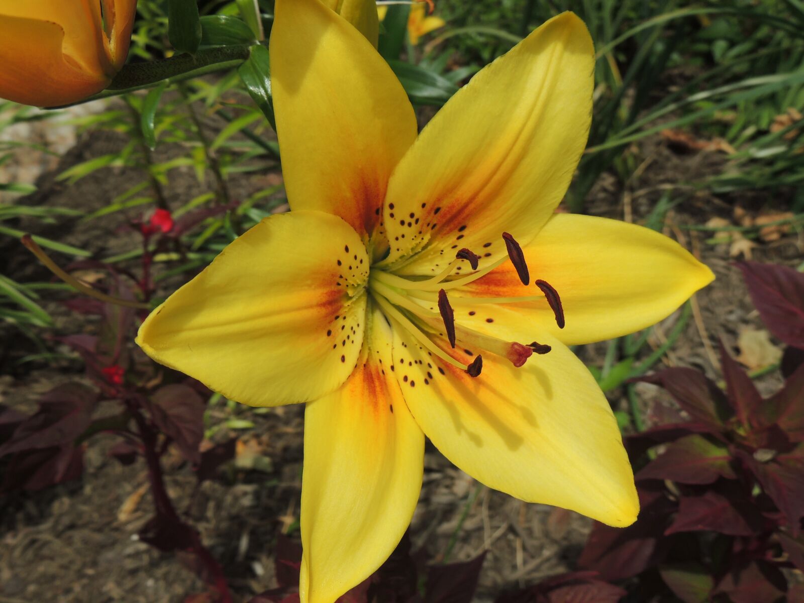 Nikon Coolpix P510 sample photo. Lily, yellow lily, flower photography