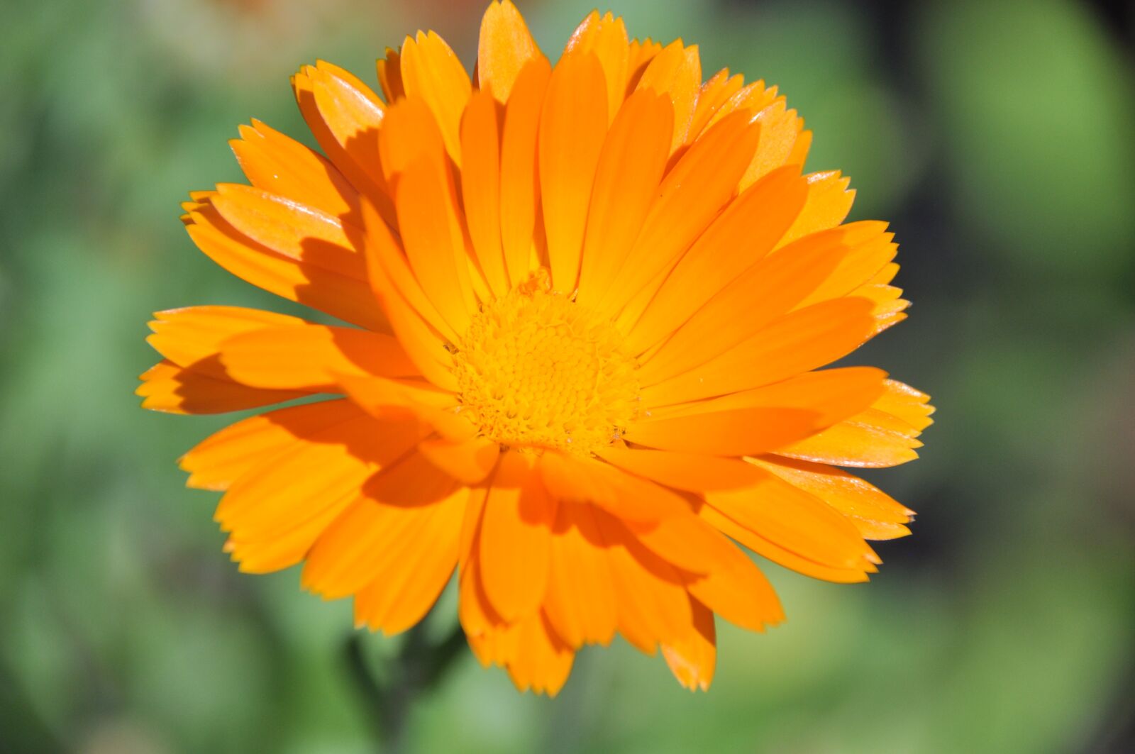 Nikon D90 sample photo. Nature, flora, flower photography