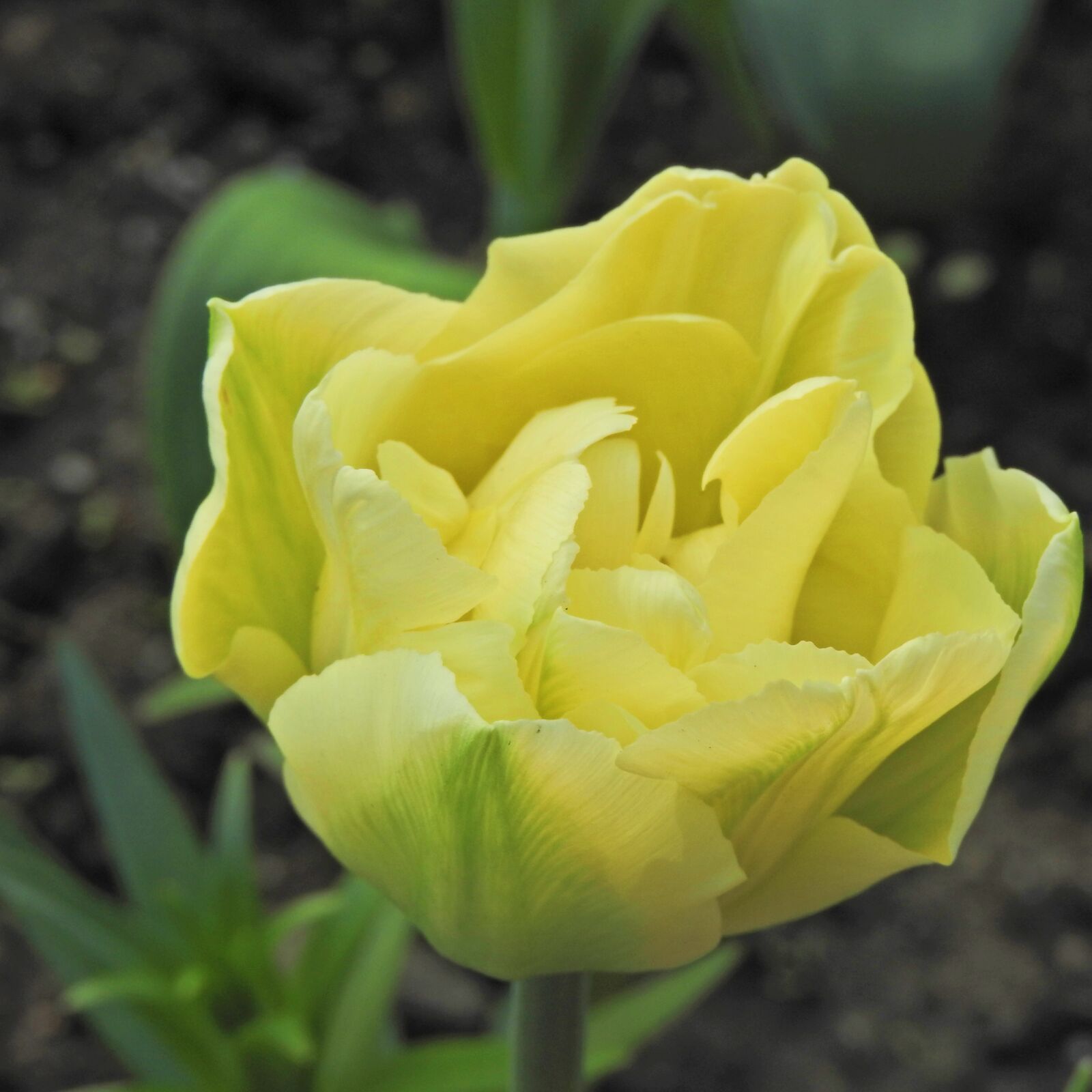 Nikon Coolpix P610 sample photo. Tulip, sunny, spring photography