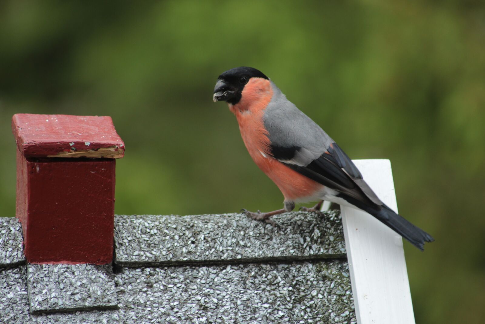 Canon EF 55-200mm F4.5-5.6 II USM sample photo. Bird world, bullfinch male photography