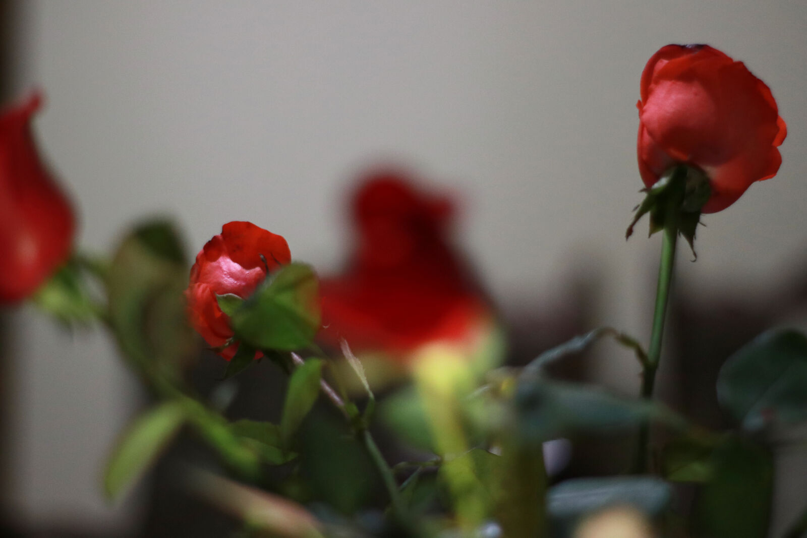 Yongnuo YN 50mm f/1.8 sample photo. Awsome, rose, beautiful, flowers photography