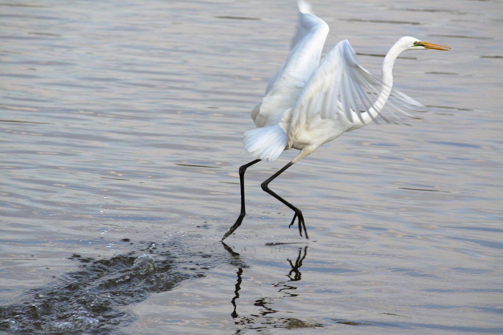 Canon EOS 50D sample photo. New, the body of photography