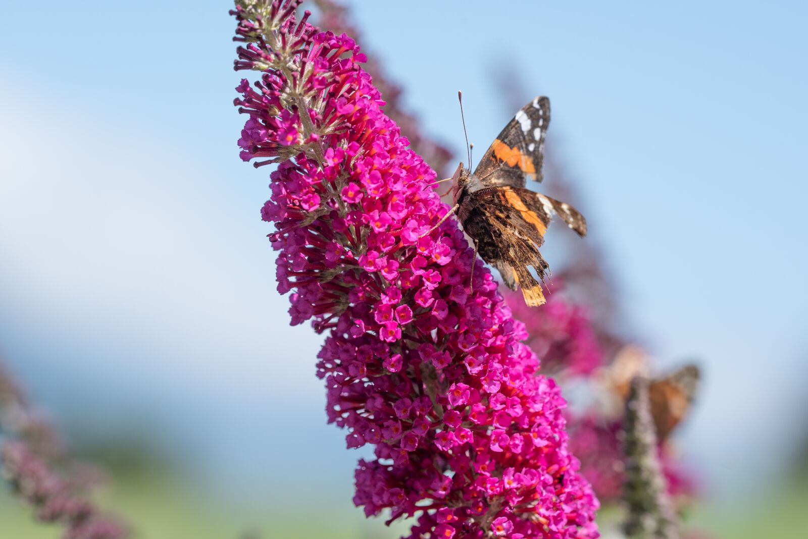Nikon D750 sample photo. Butterfly, summer lilac, pink photography