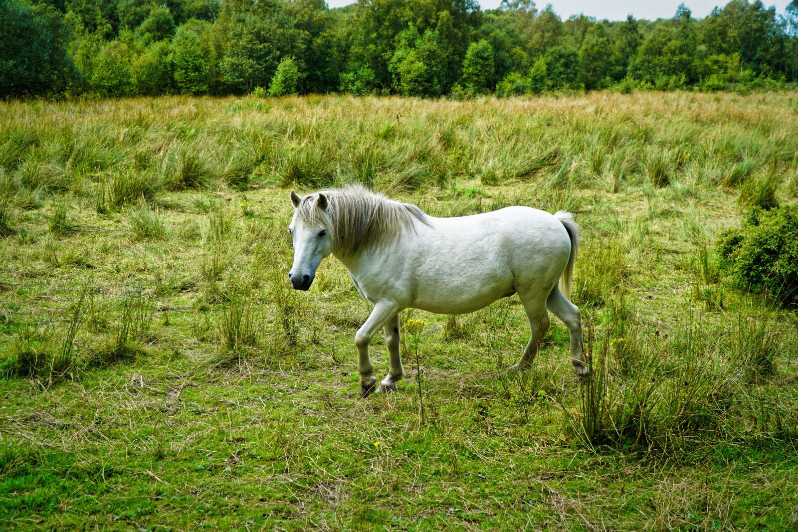 Sony E PZ 18-105mm F4 G OSS sample photo. Equine, horse, animal photography