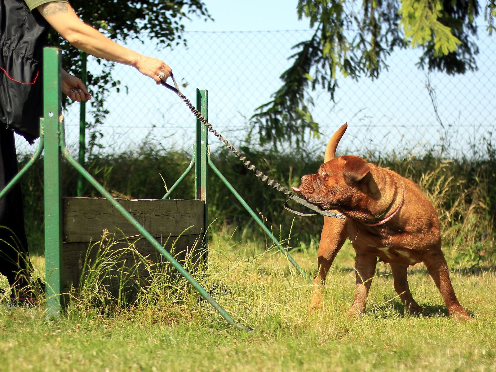 Canon EOS 600D (Rebel EOS T3i / EOS Kiss X5) + Canon EF 50mm F1.8 II sample photo. Training, bordeaux, mastiff photography