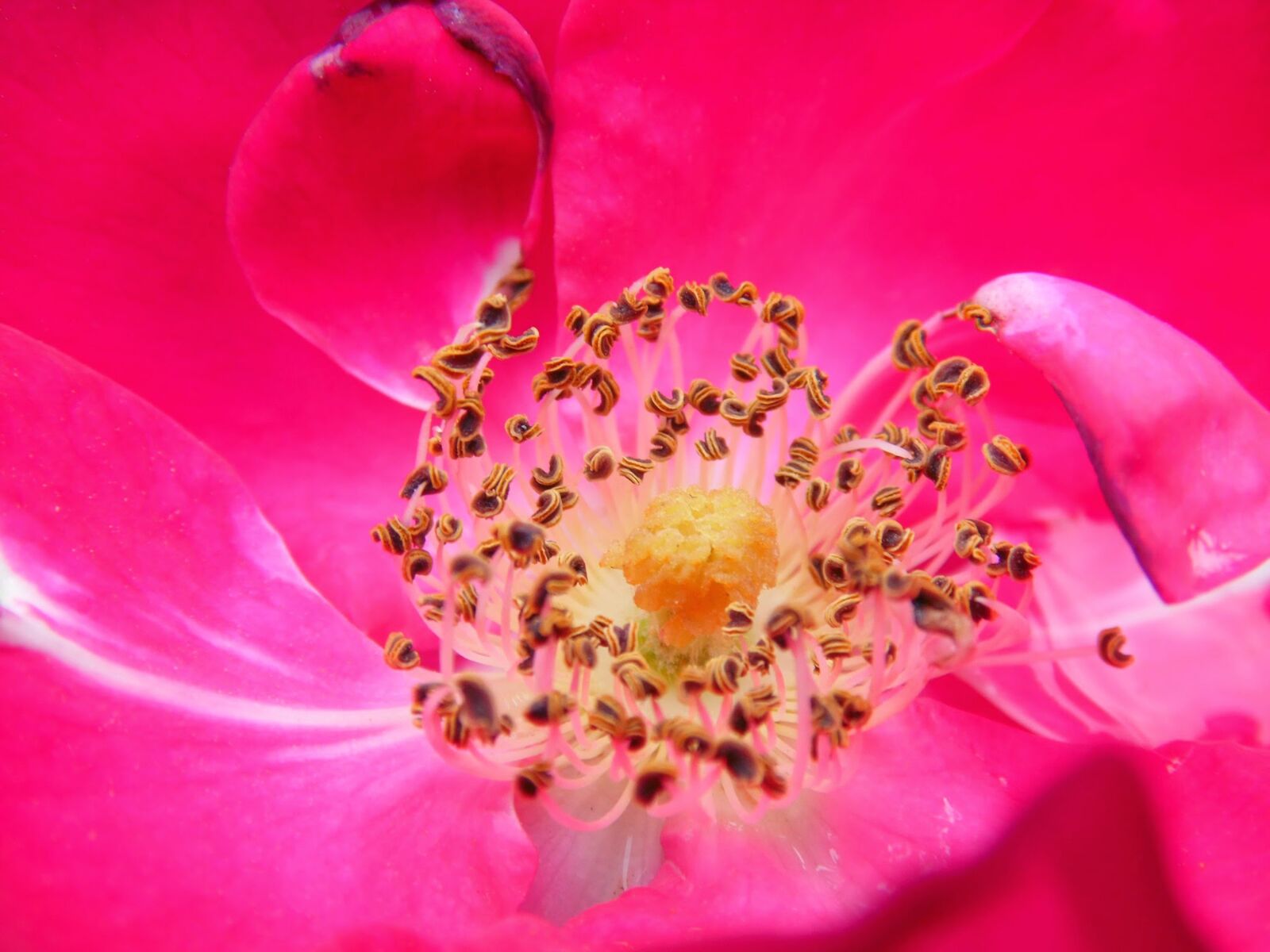 Samsung WB110/  WB111 sample photo. Blossom, bloom, macro photography