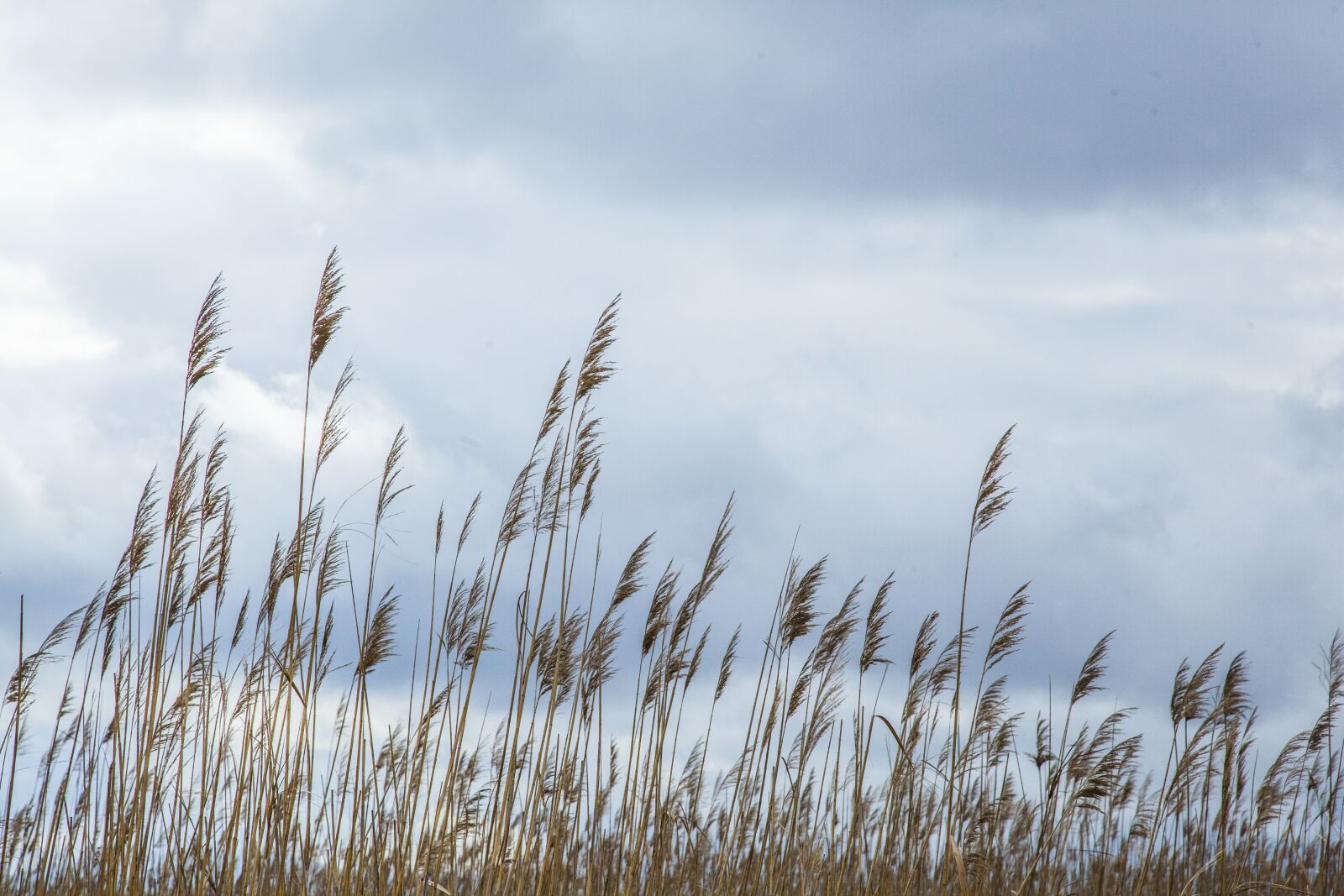 Canon EOS 5D Mark II sample photo. Reeds, lake, clouds photography