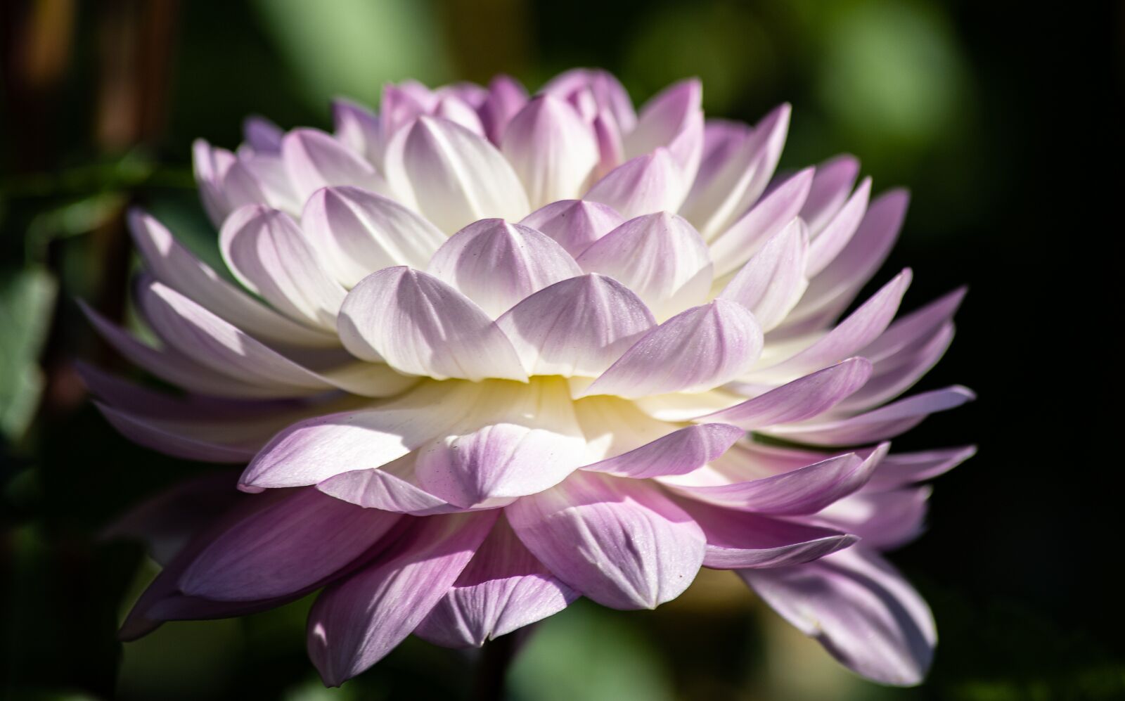 Canon EF 70-300mm F4-5.6 IS USM sample photo. Dahlia, flower, plant photography