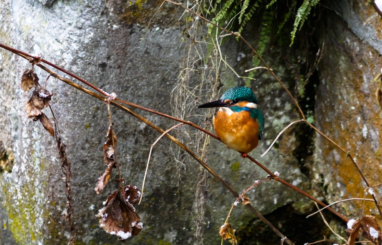Panasonic DMC-G70 sample photo. Bird, kingfisher, colorful photography
