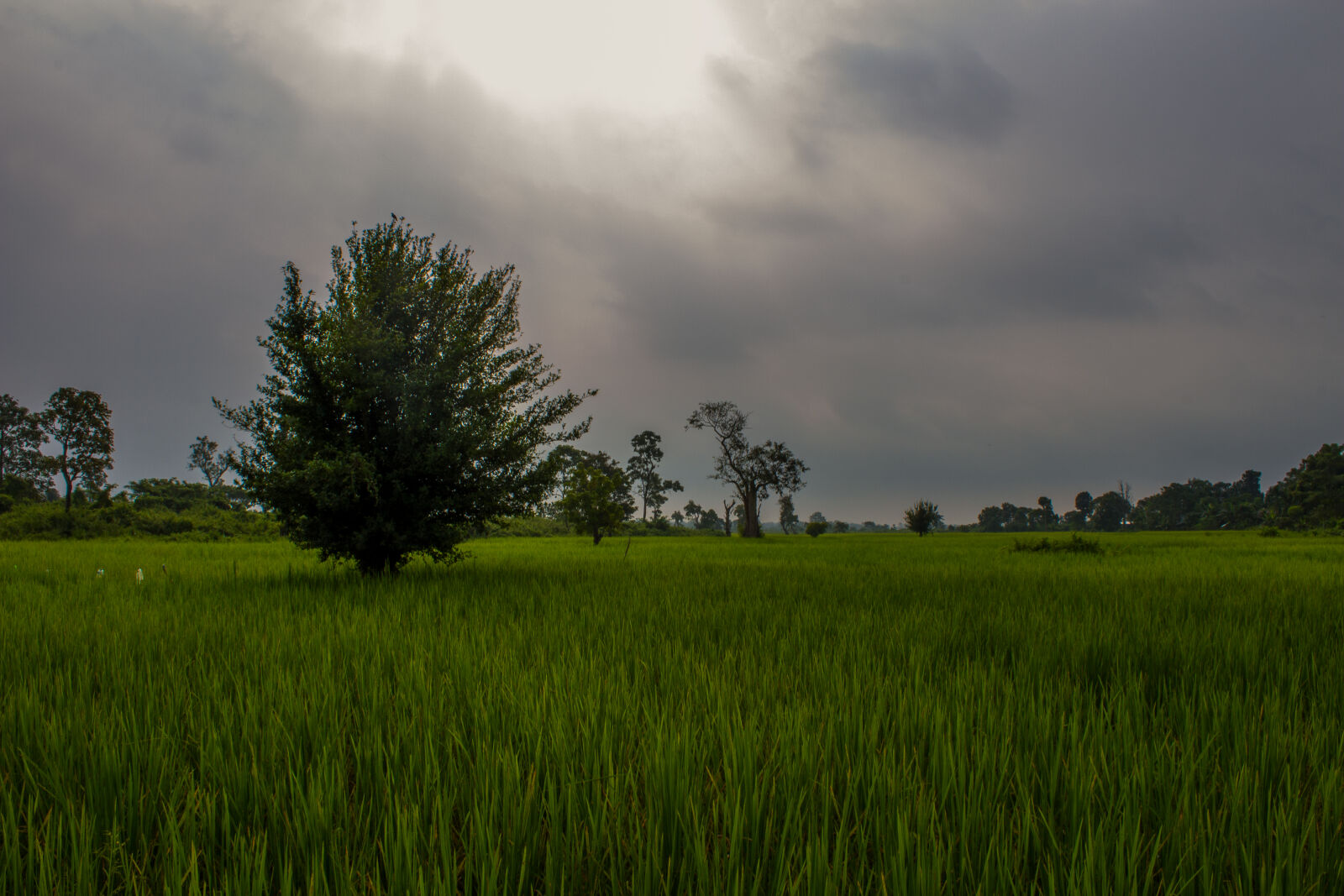 Canon EOS 700D (EOS Rebel T5i / EOS Kiss X7i) sample photo. Cloudy, sky, cultivation, green photography