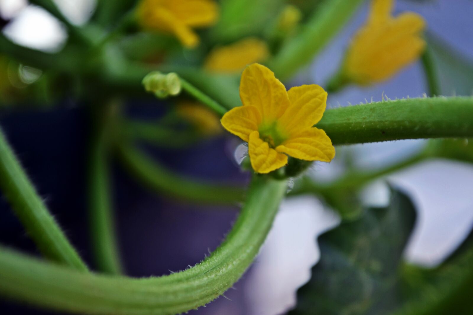 Nikon D3100 sample photo. Flower, bloom, yellow photography