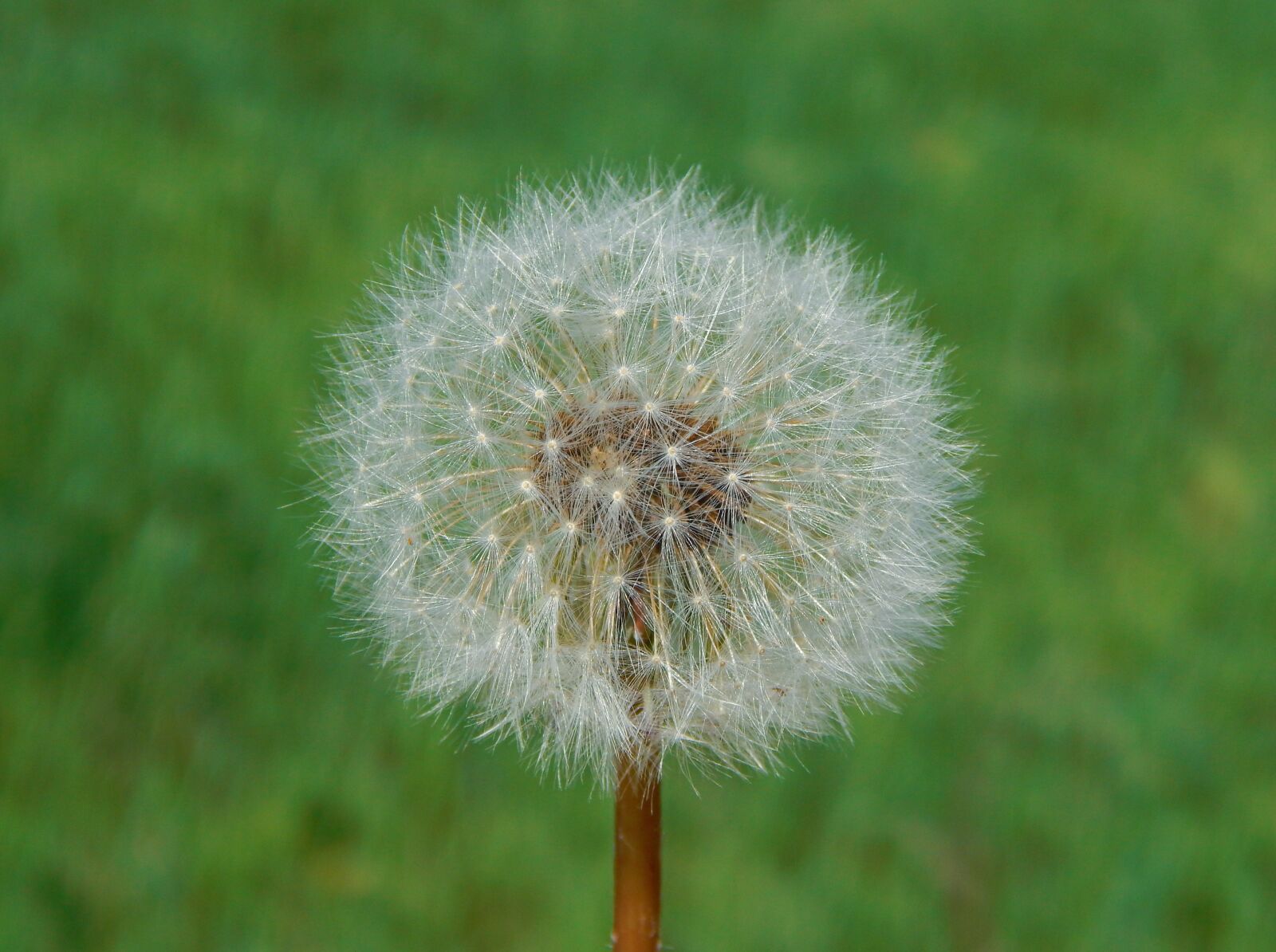 Nikon Coolpix L820 sample photo. Nature, spring, green photography