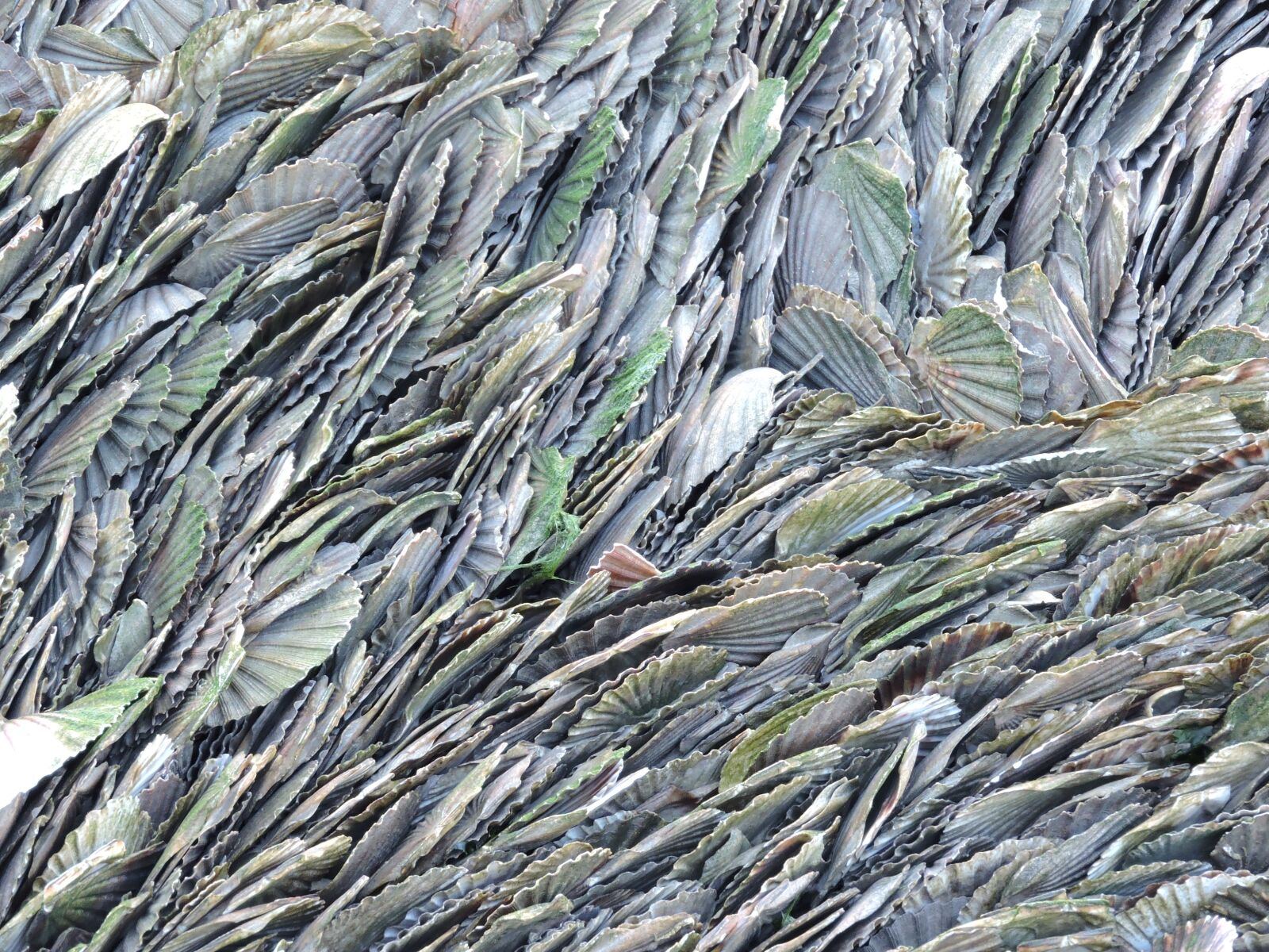 Nikon Coolpix P600 sample photo. Scallop, seashore, france photography