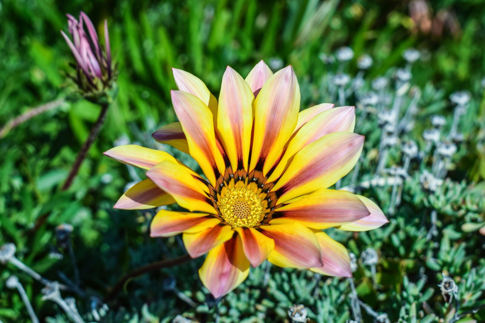 Nikon D3300 sample photo. Gazania, flower, colorful photography