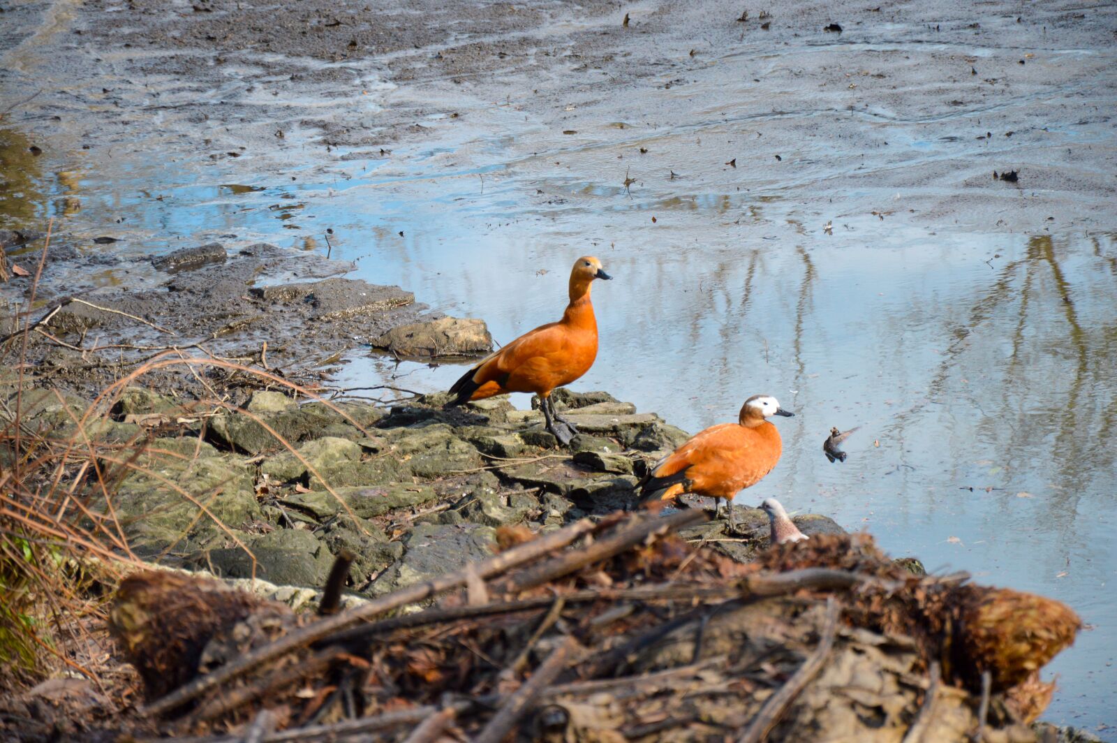 Nikon D3200 sample photo. Duck head white, bird photography