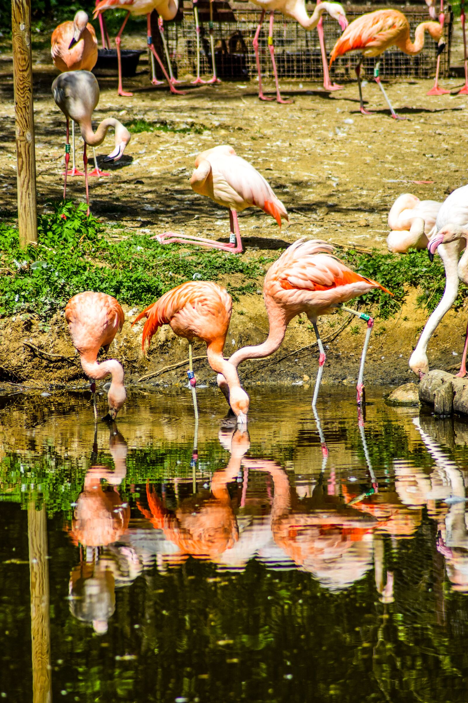 Nikon D5300 sample photo. Zoo, paugres, ardeche photography