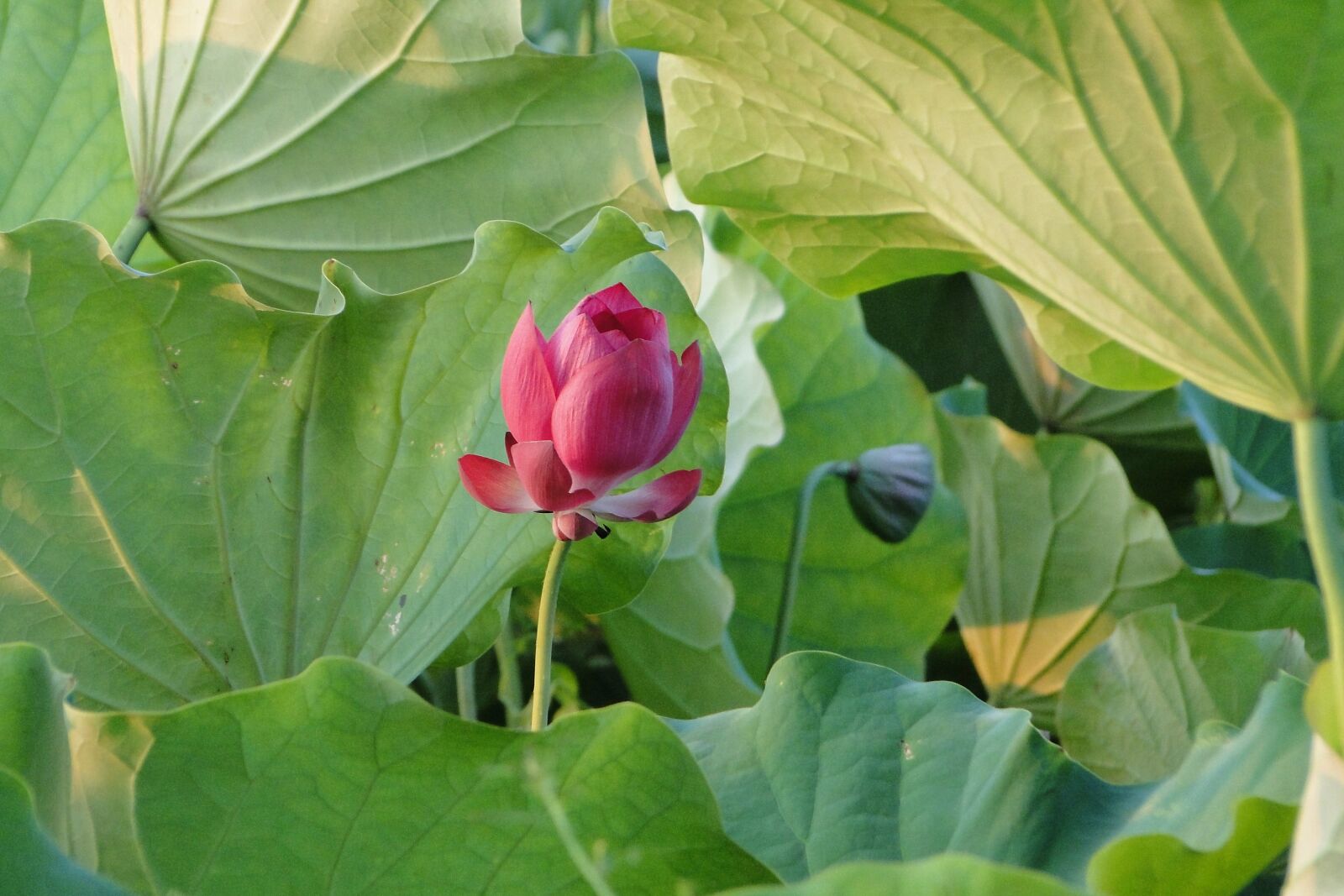 Sony Cyber-shot DSC-HX1 sample photo. Flower, lotus, summer photography