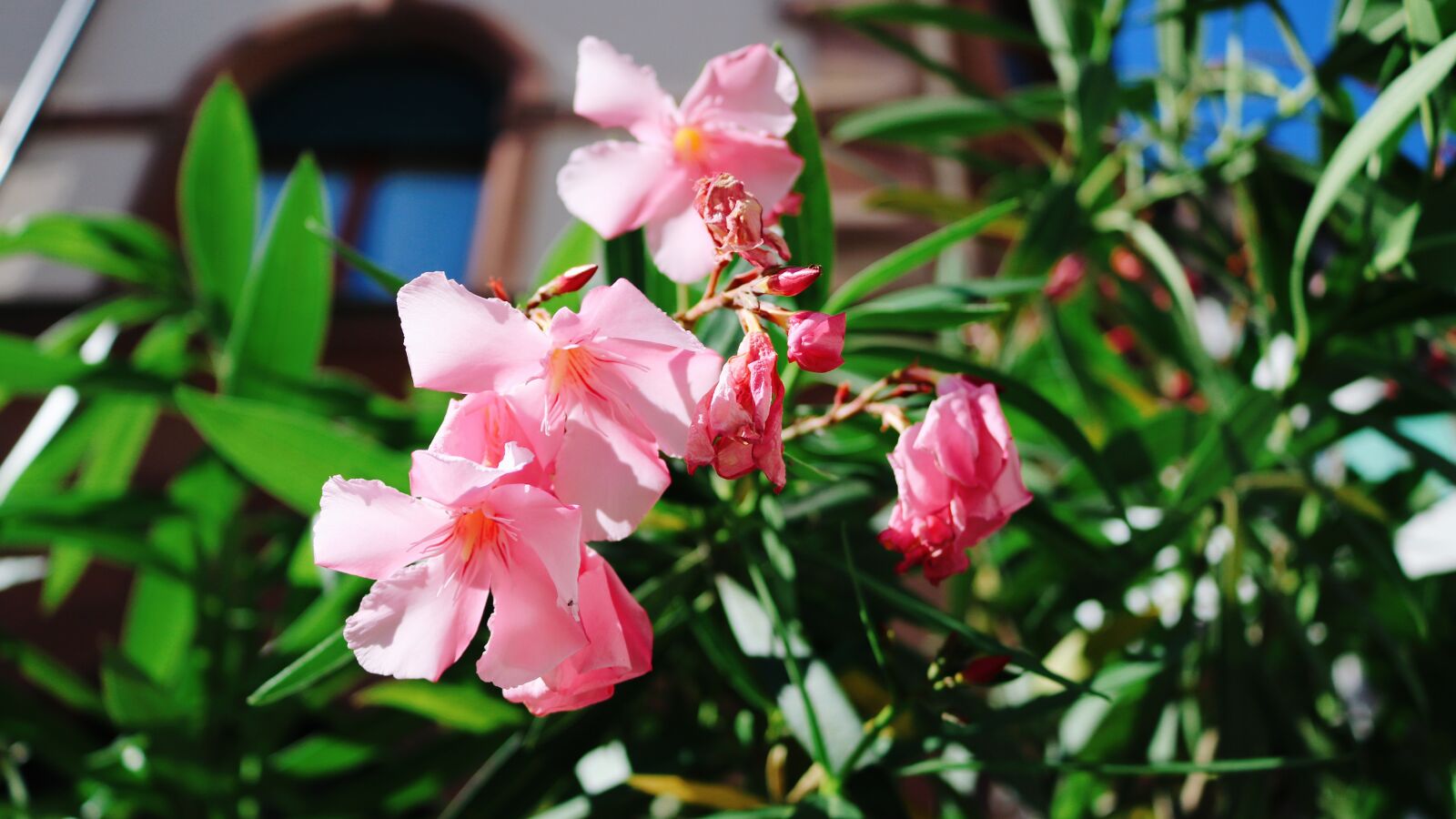 Canon EOS 750D (EOS Rebel T6i / EOS Kiss X8i) sample photo. Oleander, spring, flower photography