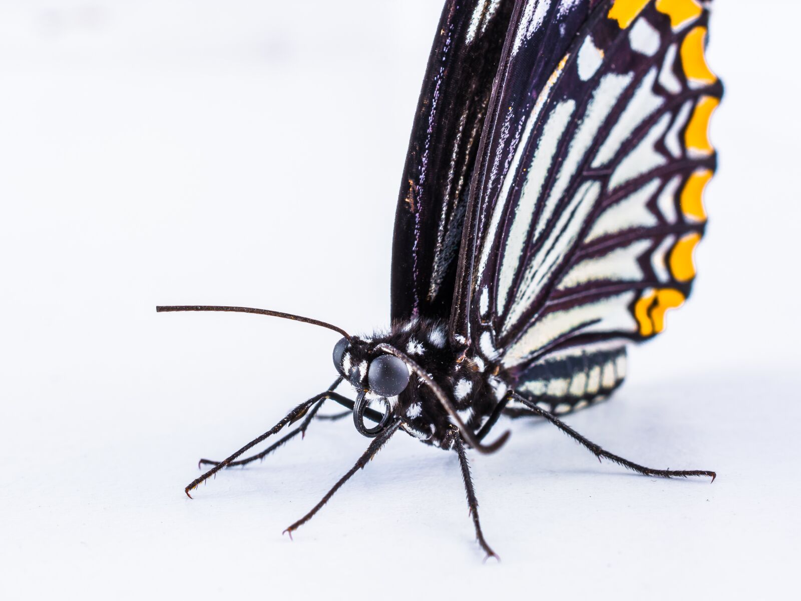 Nikon D5200 sample photo. Butterfly, insect photography