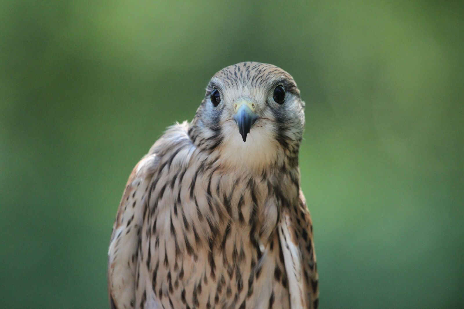 Canon EOS 500D (EOS Rebel T1i / EOS Kiss X3) sample photo. Sperber, bird of prey photography