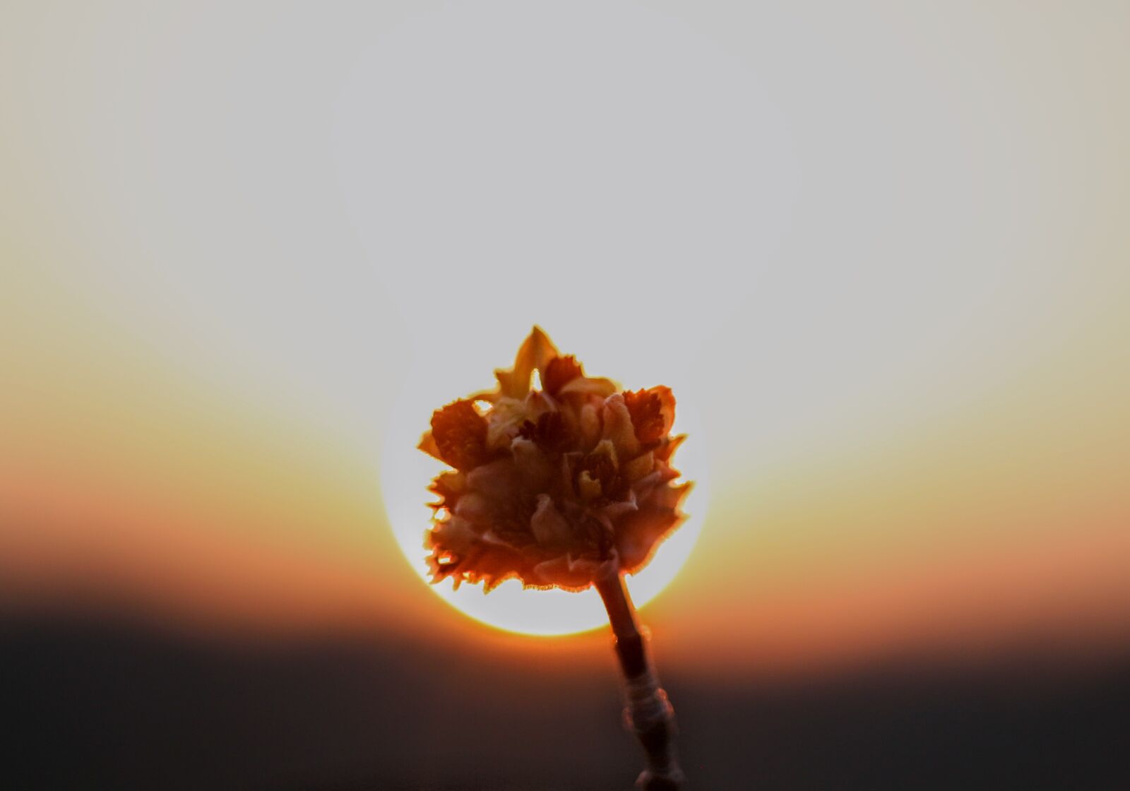 Canon EOS 650D (EOS Rebel T4i / EOS Kiss X6i) + Canon EF 50mm F1.8 STM sample photo. Spring, sunset, sun photography