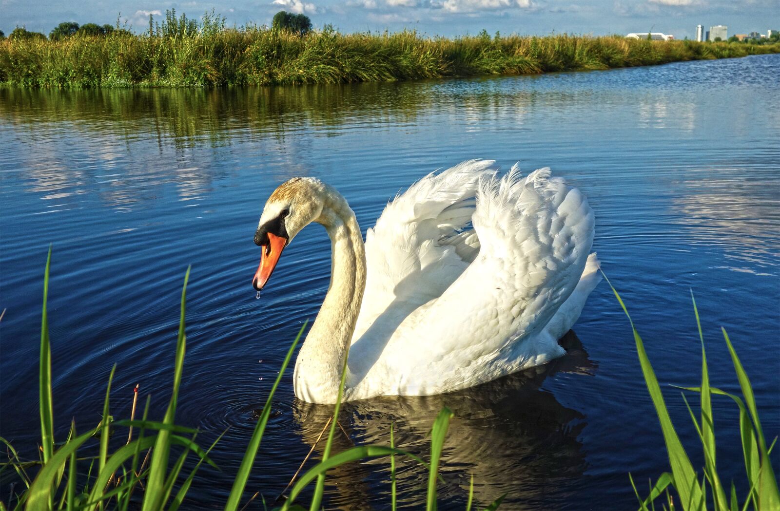 Sony Cyber-shot DSC-RX100 sample photo. Bird, water bird, waterfowl photography