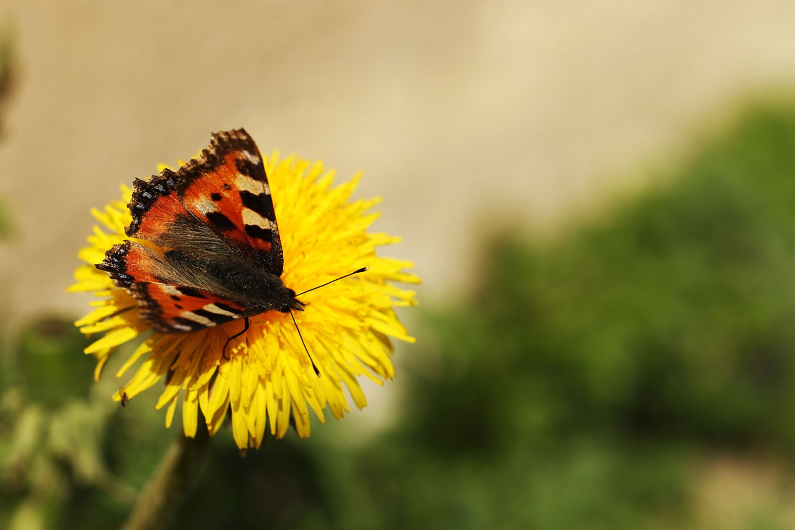 Canon EOS 7D Mark II sample photo. Butterfly, dandelion, nature photography