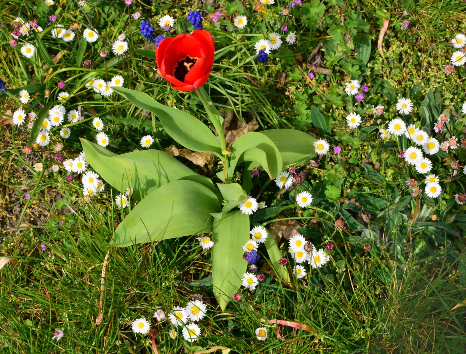 Nikon D5300 sample photo. Tulip, spring flower, flower photography